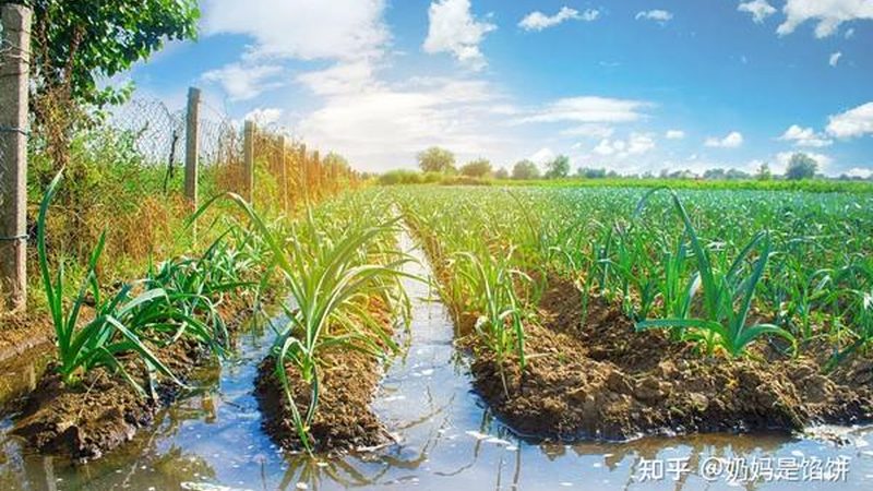 无土栽培营养液，如何科学配制？**