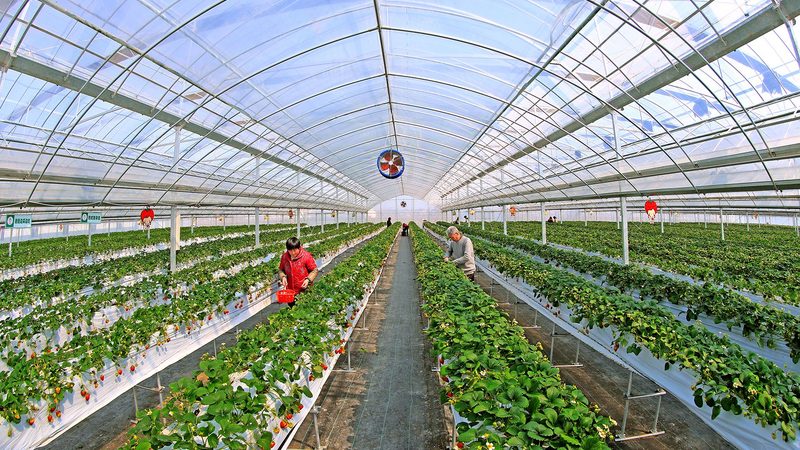 有机蔬菜家庭种植加盟，揭秘家庭农场主的绿色致富之路**