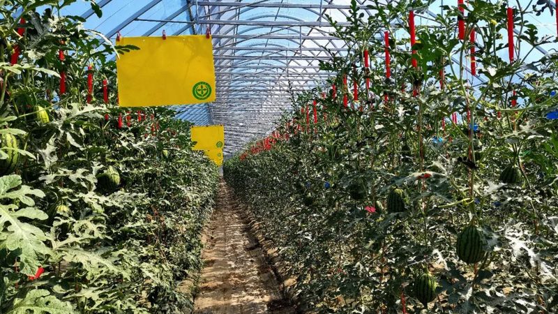 农民合作社补贴与贷款：关键区别解析**