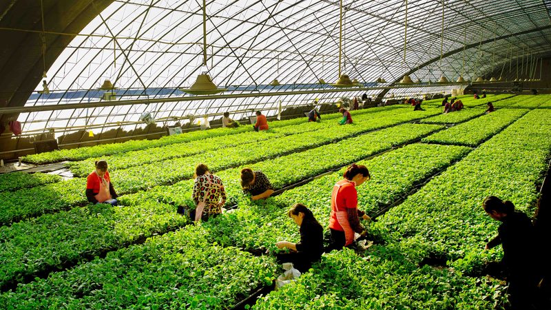 农资套餐的质量直接关系到农业生产效果。在选择农资套餐时，应关注以下质量指标：