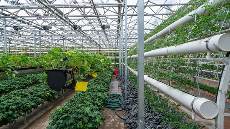广州有机蔬菜批发市场注意事项