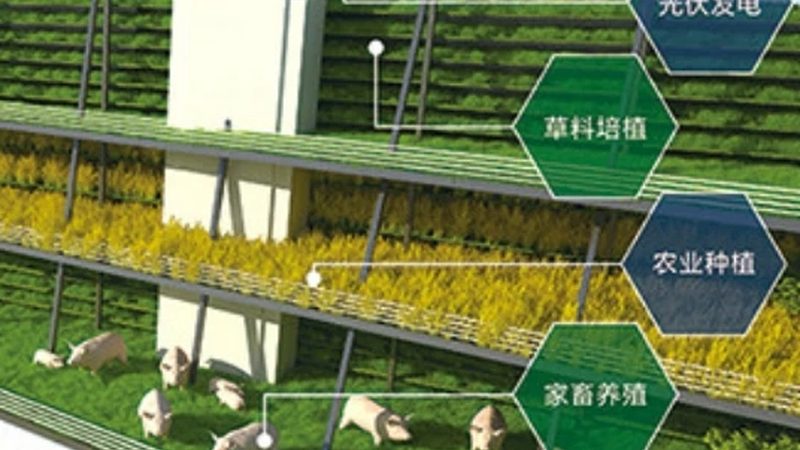 草莓种植专用肥料如何选择：关键要素与误区解析