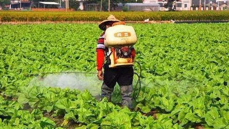 2025年粮食种植补贴政策：解读与影响